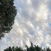 asmaahmed8017