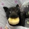 batsybella