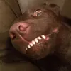 mollymoodog1
