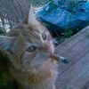 ceo.of.maleh