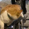 catmoewwwwmeo