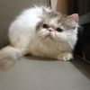 101aboutcats