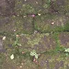 myr0segarden