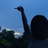 _p.hg198
