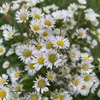 flowerlover_11