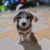 labubu_463