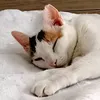 1yns0