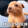 apoco.si.tilin21