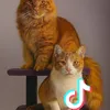 mochi.cat7