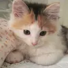 princesachocolatte
