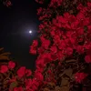 gustavo_6699
