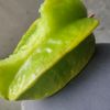 sesatimur6