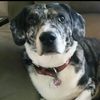 ionlylikemydogs13