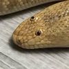 snek828