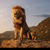 .lion_lion