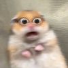 svrdwkrni
