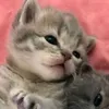 jocile_1