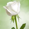 hishamalsharabi0