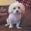 tatev_tg
