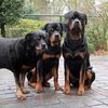 MJ rottweilers❤️