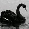 astraa__7