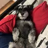 lysy.piotr