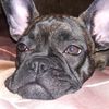 nafanya_my_dog