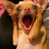 phattututaigia3