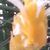 frumusetilenaturi