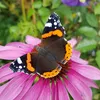 alicelinguk