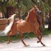 abufahd011