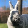 the_silver_bunny