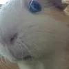alexsquidgylodge