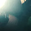 butcherxbaby