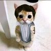 el_gatosevero