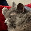 thechartreuxcat