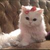 ccataaaaa01