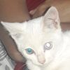 gatitopoeta