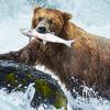 grizz4lyfe