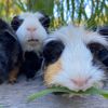 guineapig_stars