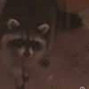theraccoonroom