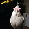 rosyavila77