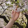 na_sakura98