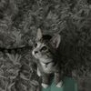 mishidakitty