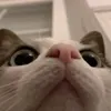 meow_018727282