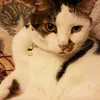 user9339041macchia