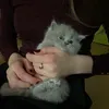 mary_p67l