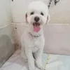 pelu_can1