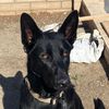 boga_germanshepherd