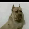 carlosamarall_
